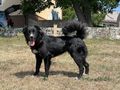 Bella Gl�ck IHNEN - Mischlingshunde - Bild 7