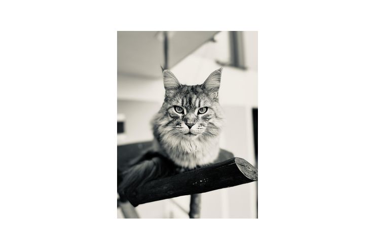 2 Maine Coon Kater - Rassekatzen - Bild 1