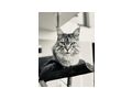 2 Maine Coon Kater - Rassekatzen - Bild 1