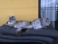 2 Maine Coon Kater - Rassekatzen - Bild 2