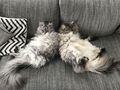 2 Maine Coon Kater - Rassekatzen - Bild 3