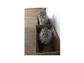 2 Maine Coon Kater - Rassekatzen - Bild 4
