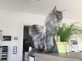 2 Maine Coon Kater - Rassekatzen - Bild 5