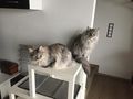 2 Maine Coon Kater - Rassekatzen - Bild 6