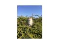 2 Maine Coon Kater - Rassekatzen - Bild 7