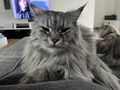 2 Maine Coon Kater - Rassekatzen - Bild 8