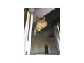 2 Maine Coon Kater - Rassekatzen - Bild 9
