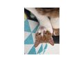 Katzen verschenken - Mischlingskatzen - Bild 3