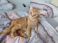 Katzen verschenken - Mischlingskatzen - Bild 2