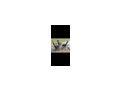 B�ro Drehstuhl - B�rosessel - Bild 1