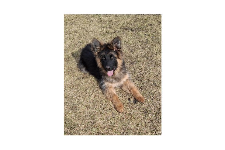 Wachsam Treu - Rassehunde - Bild 1