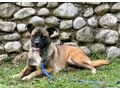 Begium Girl liebevolle Menschen - Mischlingshunde - Bild 2