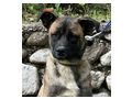 Begium Girl liebevolle Menschen - Mischlingshunde - Bild 3