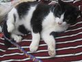 Boots freut liebevolles Zuhause - Mischlingskatzen - Bild 3