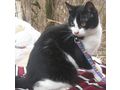 Boots freut liebevolles Zuhause - Mischlingskatzen - Bild 4
