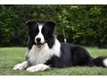 Border Collie Hyper Paw Ahnentafel - Rassehunde - Bild 9