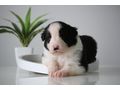 Border Collie Hyper Paw Ahnentafel - Rassehunde - Bild 5