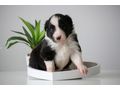 Border Collie Hyper Paw Ahnentafel - Rassehunde - Bild 6
