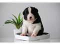 Border Collie Hyper Paw Ahnentafel - Rassehunde - Bild 7