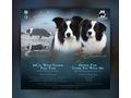 Border Collie Hyper Paw Ahnentafel - Rassehunde - Bild 1
