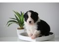 Border Collie Hyper Paw Ahnentafel - Rassehunde - Bild 8