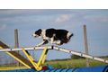 Border Collie Hyper Paw Ahnentafel - Rassehunde - Bild 10