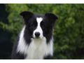 Border Collie Hyper Paw Ahnentafel - Rassehunde - Bild 11