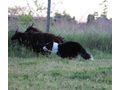 Border Collie Hyper Paw Ahnentafel - Rassehunde - Bild 12