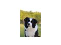Border Collie Hyper Paw Ahnentafel - Rassehunde - Bild 13