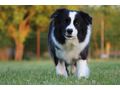 Border Collie Hyper Paw Ahnentafel - Rassehunde - Bild 14
