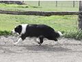 Border Collie Hyper Paw Ahnentafel - Rassehunde - Bild 15