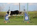 Border Collie Hyper Paw Ahnentafel - Rassehunde - Bild 16