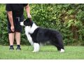 Border Collie Hyper Paw Ahnentafel - Rassehunde - Bild 17