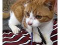 Sammy Stippy freuen SIE - Mischlingskatzen - Bild 2
