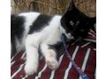 Sammy Stippy freuen SIE - Mischlingskatzen - Bild 11