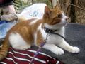 Sammy Stippy freuen SIE - Mischlingskatzen - Bild 4
