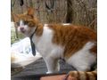 Sammy Stippy freuen SIE - Mischlingskatzen - Bild 5