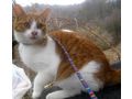Sammy Stippy freuen SIE - Mischlingskatzen - Bild 6