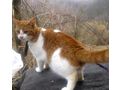 Sammy Stippy freuen SIE - Mischlingskatzen - Bild 7