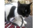 Sammy Stippy freuen SIE - Mischlingskatzen - Bild 9