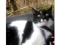 Sammy Stippy freuen SIE - Mischlingskatzen - Bild 10
