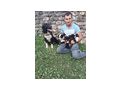 Neva w�nscht liebevolles Zuhause - Mischlingshunde - Bild 2