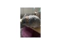 Chinchilla - Weitere Kleintiere - Bild 1