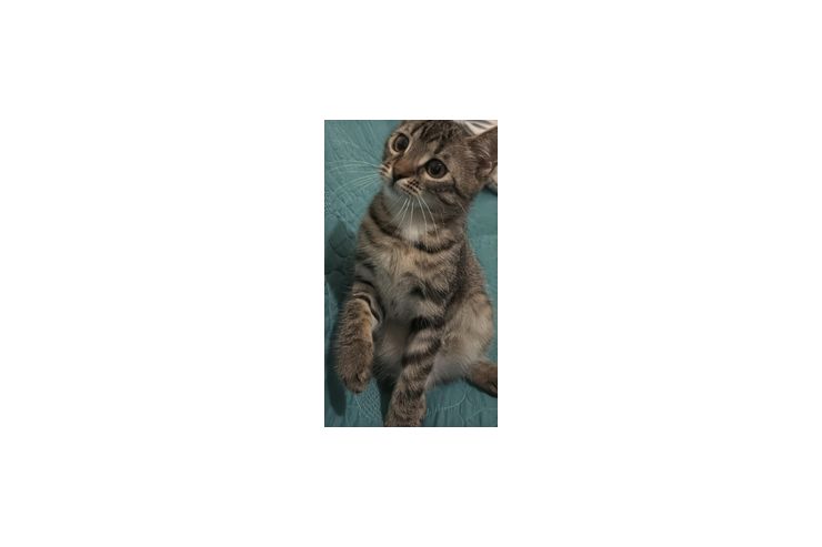 Pamuk Pisu - Rassekatzen - Bild 1