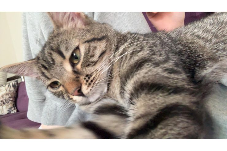 Pisu Pamuk - Rassekatzen - Bild 1