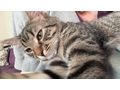 Pisu Pamuk - Rassekatzen - Bild 1