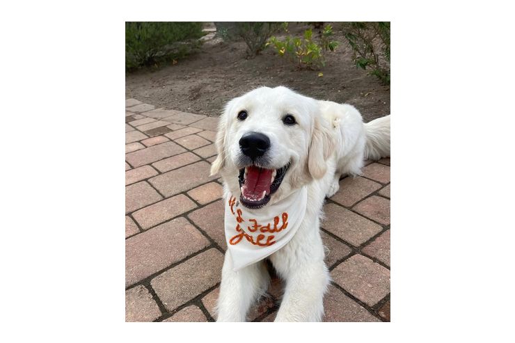 Suche liebevolles Zuhause Golden Retriever - Rassehunde - Bild 1
