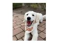 Suche liebevolles Zuhause Golden Retriever - Rassehunde - Bild 1