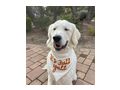 Suche liebevolles Zuhause Golden Retriever - Rassehunde - Bild 2