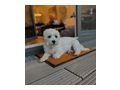 Malteser Welpe H�ndin Zuhause - Rassehunde - Bild 1